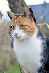 Kot dachowiec © Monika