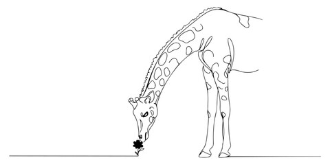 Continuous one line of a giraffe sniffing a small flower, style vector illustration.
