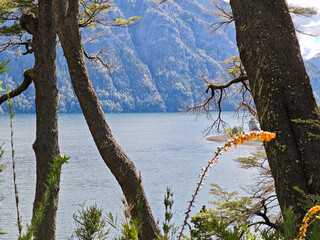 A tree is in front of a body of water