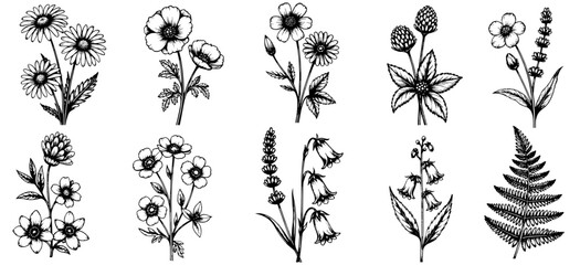 Black and white engraving botanical set with wildflowers and fern leaves, fine etching linework, vintage hand-drawn illustration, isolated on transparent background.