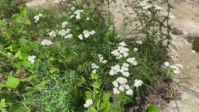 Bushes of blooming yarrow next concrete ground in sunny day