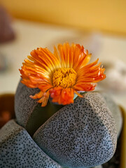 A small orange flower sits on a grey rock