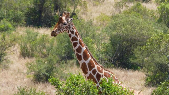One reticulated giraffe chews leaves slowly beside bushes while another walks from right to left in lush savanna of Ol Pejeta Conservancy Kenya.