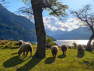 A herd of sheep are grazing in a field next to a tree
