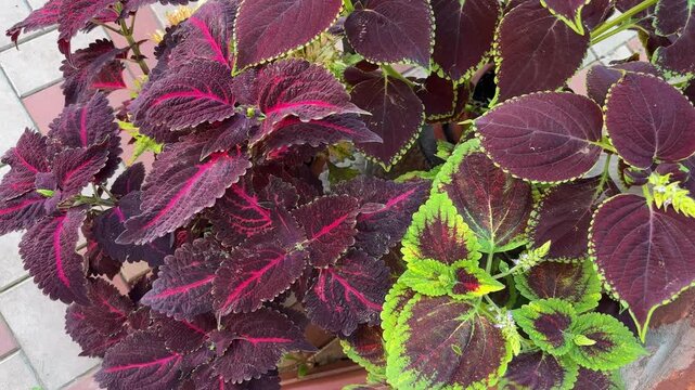 Bushes of the cultivated coleus with variegated maroon-red leaves