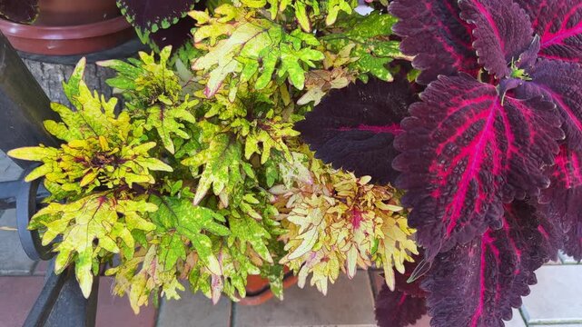 Cultivated coleus bushes with variegated maroon-red and green leaves