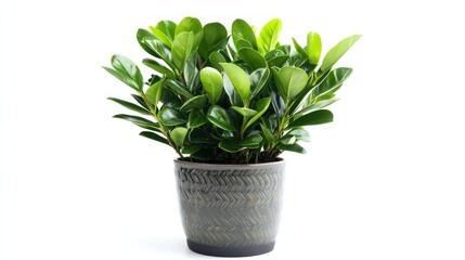 Obraz premium A green plant in a grey pot on a white background.