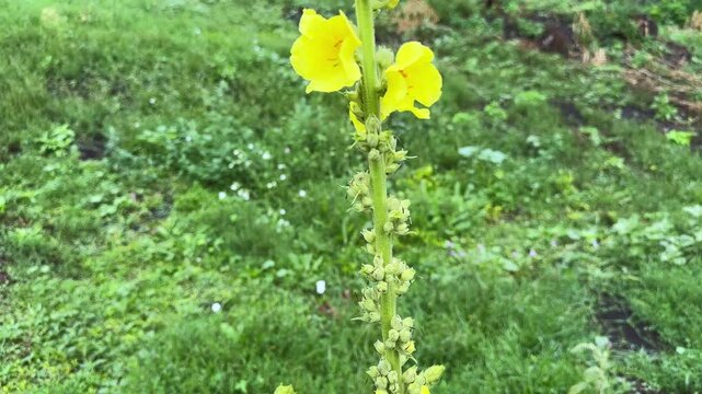 Stem of blooming mullein on blurred background in overcast day