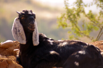 Goats resting in hilly ares 