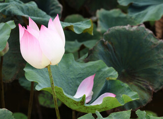 The lotus flower is in full bloom, yellow stamens hanging from the stems, and pink petals fall on the green leaves in the afternoon.