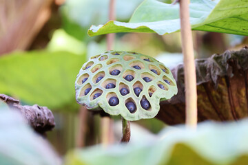 Full black lotus seed pods sit between withered brown and bright green leaves in a pond in the afternoon.