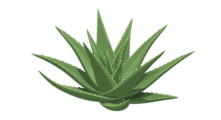 Rendered image of an aloe vera plant, vibrant green leaves radiating outwards, with serrated edges and a white background