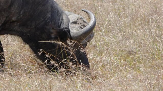 Cape buffalo with curved horns lowers head to graze on sparse yellow dry grass in open savanna of Ol Pejeta Conservancy Kenya under daylight.