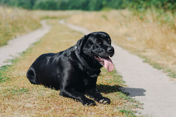 black Labrador lying on footpath in green field in sunny summer day, tongue out, dogwalking concept