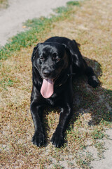 black Labrador lying on footpath in green field in sunny summer day, tongue out, dogwalking concept