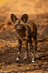 African wild dog standing looking towards camera