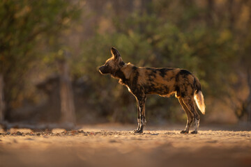 African wild dog stands backlit with collar
