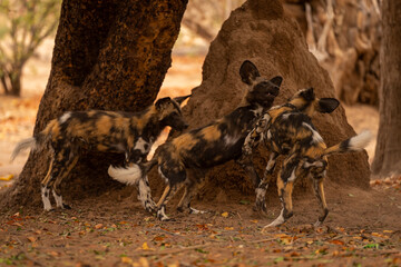 African wild dog watches two others playing