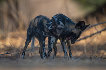 African wild dogs stand nipping each other