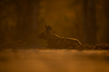 Backlit African wild dog lying in clearing