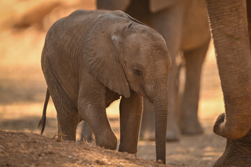 Naklejka premium Baby walks beside African elephant in shade