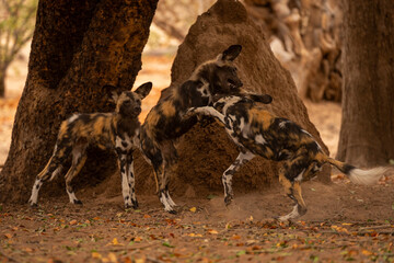 African wild dog watches two others fighting
