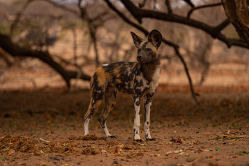 African wild dog stands beneath low branches
