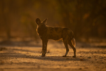 Backlit African wild dog stands looking round