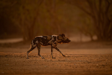 Backlit African wild dog walks lifting foot