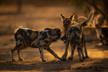 Backlit African wild dogs stand play fighting