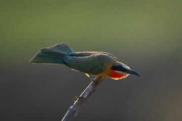 Backlit white-fronted bee-eater crouches on diagonal branch