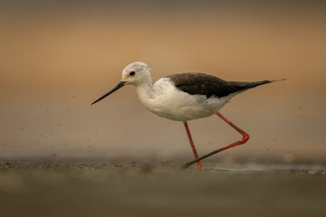 Black-winged stilt crosses riverbed with muddy leg