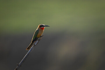 Backlit white-fronted bee-eater on branch in profile