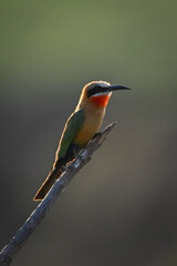 Backlit white-fronted bee-eater on branch watches camera
