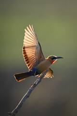 Backlit white-fronted bee-eater taking off from branch