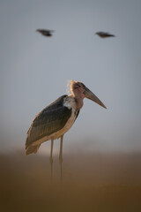 Birds fly behind marabou stork on grass