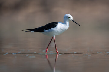 Black-winged stilt crosses calm pool in sunshine