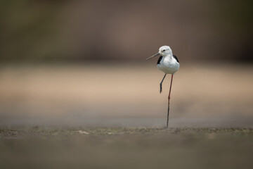 Black-winged stilt crosses dry riverbed lifting foot