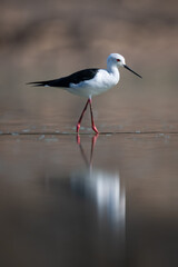 Black-winged stilt crosses still pond in sunshine