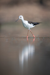 Black-winged stilt crosses still water in sunshine