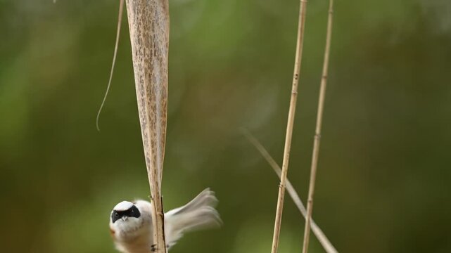 Little Bird Remiz Sitting On A Branch And Singing