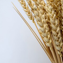 Ripe Wheat Stalks with Grains on White Backdrop