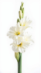 Fototapeta premium Majestic Purple Gladiolus Flower Spike Isolated on a White Background