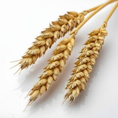 Two Golden Wheat Ears Isolated on White Background