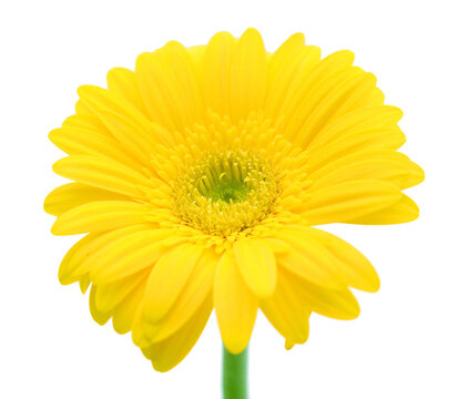 Golden marguerite or yellow cotula or yellow chamomile 