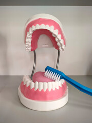 Human jaw model. A model of teeth and a toothbrush to learn more about dentistry.