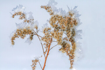 A close-up of a dried plant covered in fine crystals of frost on a cold winter day. The frozen texture and soft light create a minimalist and serene natural composition.