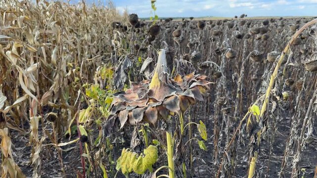 Two adjacent fields of the ripe corn and sunflowers