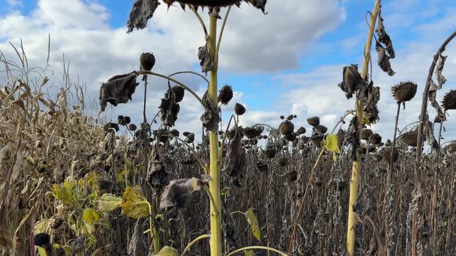 Ripe sunflowers on field next adjacent corn field
