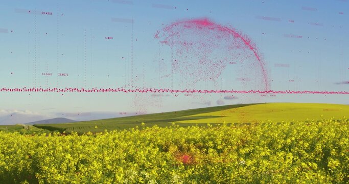 Fototapeta Covering farmland, yellow flowering crops extending toward green hills, with red data overlay